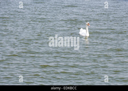 Ein weißer Schwan schwimmt auf Teich in Thailand Stockfoto