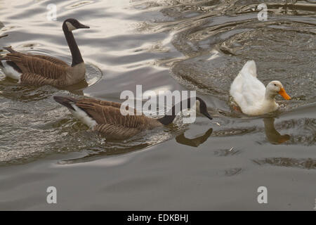 Zwei wilde Gänse jagen eine weiße Ente aus ihrem Hoheitsgebiet an einem See. Stockfoto