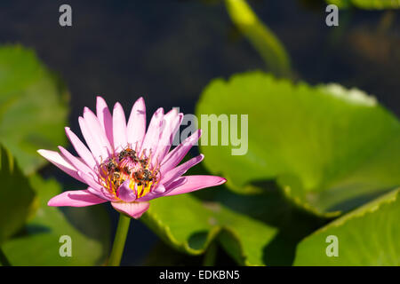 Gruppe von Bienen Schwarm bei Lotus am Teich Stockfoto