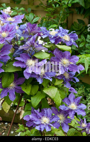 Clematis "Chevalier" Blüte in einem container Stockfoto