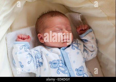 Ein drei Wochen altes Baby schläft in einem Körbchen. Stockfoto