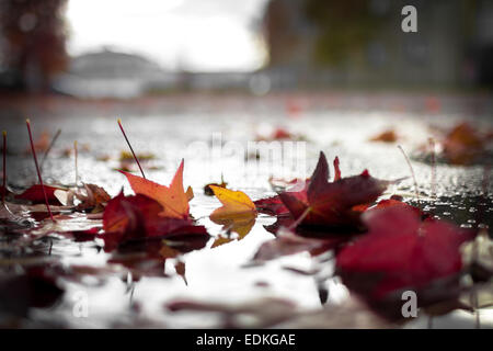 Herbstblätter fallen in eine Pfütze nach dem Sturm. Stockfoto