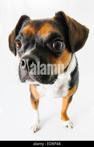 Braune und weiße Beagle und Boston Terrier Mischling Hund auf weißem Hintergrund Stockfoto