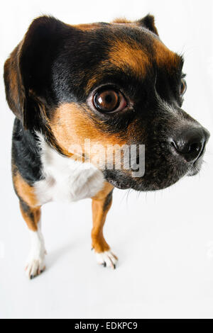 Braune und weiße Beagle und Boston Terrier Mischling Hund auf weißem Hintergrund Stockfoto