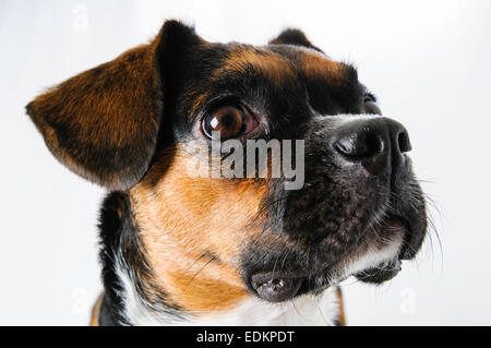 Braune und weiße Beagle und Boston Terrier Mischling Hund auf weißem Hintergrund Stockfoto