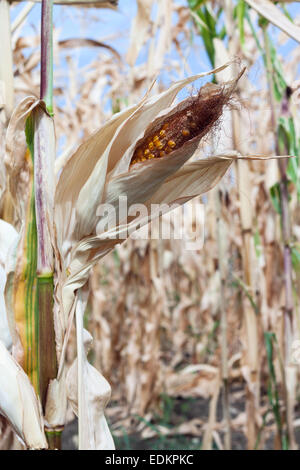 Mais in der Nähe. Stockfoto