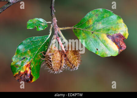 Bucheckern oder Beechmast UK Stockfoto