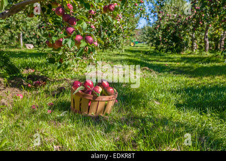 Ein Korb mit frisch gepflückten Äpfeln im Obstgarten. Stockfoto
