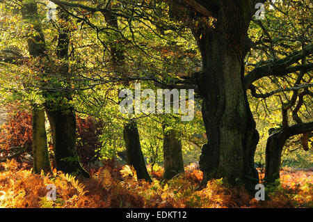 Süd-Oakley Einzäunung, New Forest National Park Stockfoto