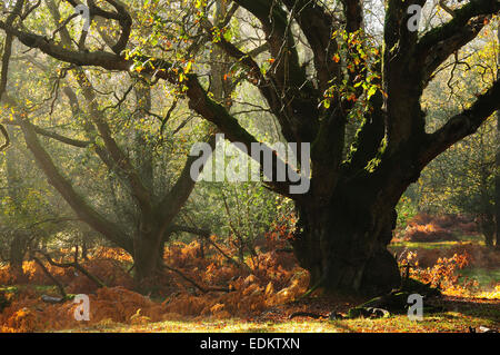 Süd-Oakley Einzäunung, New Forest National Park UK Stockfoto