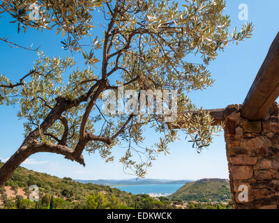 Olivenbaum mit Teilen des ländlichen Hauses auf Monte Argentario mit dem Hintergrund des blauen Himmels und des Meeres in einem schönen Sommertag Stockfoto