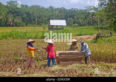 Cargocontainern Arbeiter in Caping, traditionelle asiatische konischen hüten, Ernte Reis im Reisfeld, Garut, Java, Indonesien Stockfoto