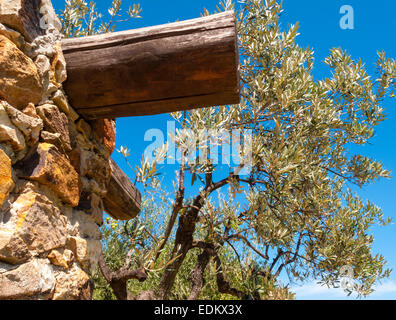 Olivenbaum mit Teilen des ländlichen Hauses auf Monte Argentario mit dem Hintergrund des blauen Himmels in einem schönen Sommertag Stockfoto