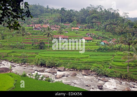 Indonesische ländlichen Dorf und Reis Reisfelder in der Regenzeit, Garut Regency, West-Java, Indonesien Stockfoto