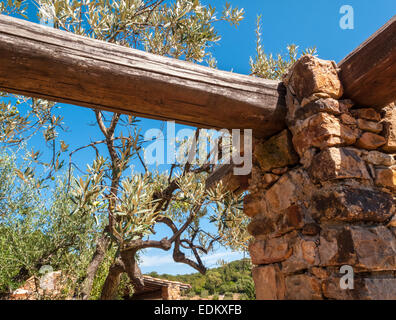 Olivenbaum mit Teilen des ländlichen Hauses auf Monte Argentario mit dem Hintergrund des Meeres blauen Himmel an einem schönen Sommertag Stockfoto