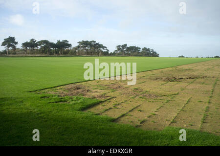 Kommerziell angebaut Rasen, Bawdsey, Suffolk, UK. Stockfoto