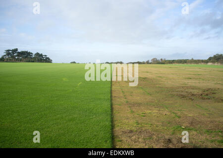 Kommerziell angebaut Rasen, Bawdsey, Suffolk, UK. Stockfoto