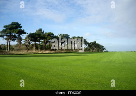 Kommerziell angebaut Rasen, Bawdsey, Suffolk, UK. Stockfoto