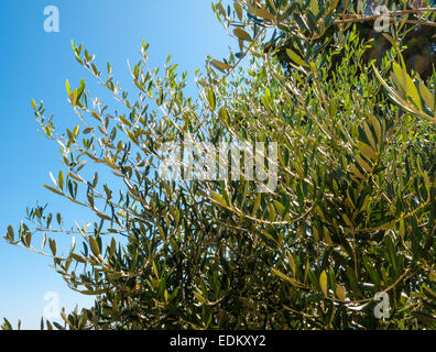 Olivenbaum Äste mit Blättern und Oliven und blauen Himmel im Hintergrund an einem schönen Sommertag Stockfoto