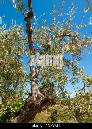 Äste und Stamm eines Olivenbaums mit Blättern und Oliven und Landschaft im Hintergrund an einem schönen Sommertag mit blau Stockfoto