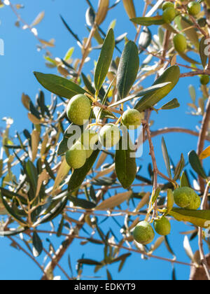 Nahaufnahme von Oliven und Blätter auf einem Olivenbaum mit Hintergrund aus blauem Himmel und Meer in einem schönen Sommertag Stockfoto