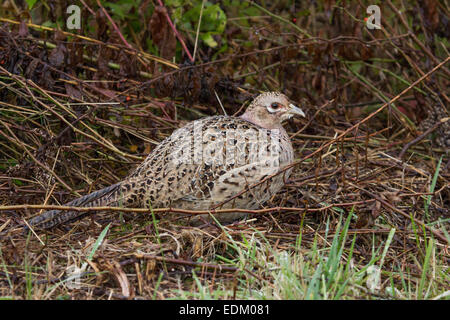 Ein stark getarnten Ring – Necked Fasan Huhn sitzt im typischen schweren Deckel. Stockfoto