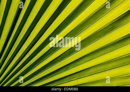 Palmblätter Hintergrund Stockfoto