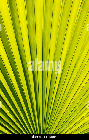 Palm-Blätter-Muster Stockfoto