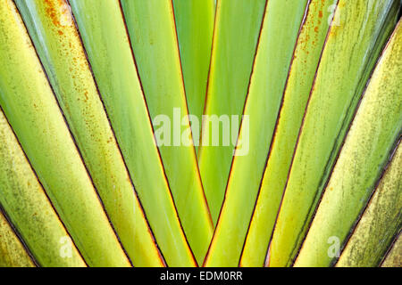 Palme - Blätter Stockfoto