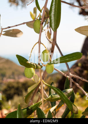 Nahaufnahme von Oliven und Blätter auf einem Olivenbaum mit Hintergrund aus blauem Himmel und Meer in einem schönen Sommertag Stockfoto