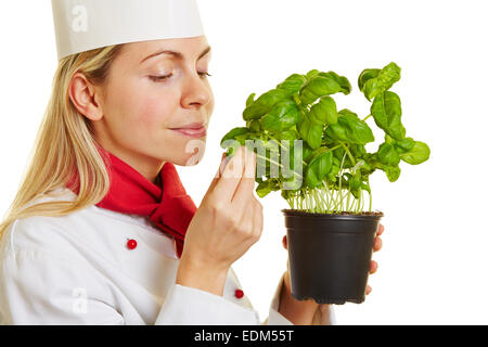 Frau als Chef-Koch auf einen Topf mit frischem Basilikum Kräuter riechen Stockfoto