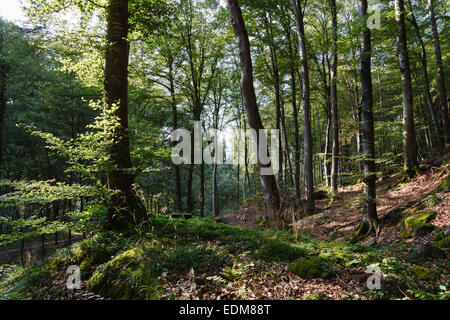 Wald in der Nähe von Consdorf, Mullerthal, Luxemburg Stockfoto