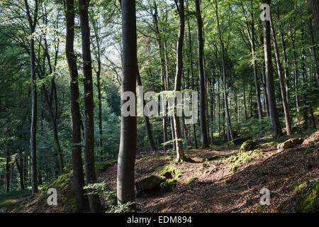 Wald in der Nähe von Consdorf, Mullerthal, Luxemburg Stockfoto