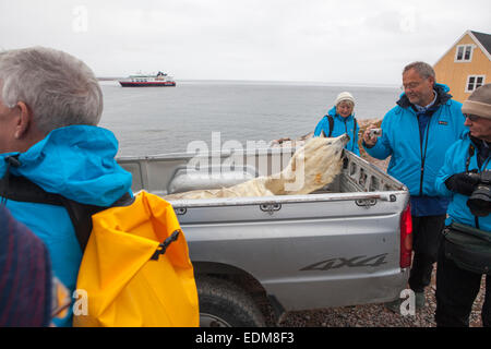 Kreuzfahrt Schiff Touristen fotografieren ein Eisbär Fell in die Jägerschaft von Ittoqqortoormiit, Skoresby Sund, Ostgrönland. Stockfoto