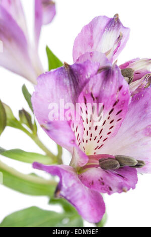 Alstroemeria. Schöne Blume auf hellem Hintergrund Stockfoto