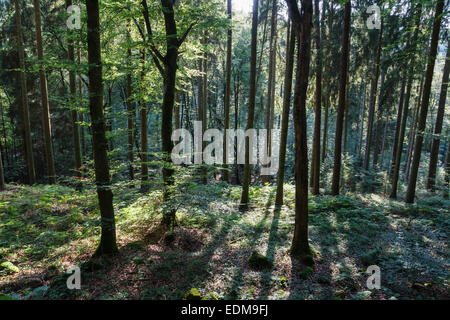 Wald in der Nähe von Consdorf, Mullerthal, Luxemburg Stockfoto