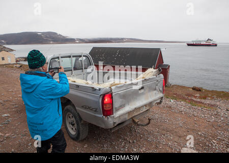 Kreuzfahrt Schiff Touristen fotografieren ein Eisbär Fell in die Jägerschaft Ittoqqortoormiit, Skoresby Sund, Ostgrönland. Stockfoto