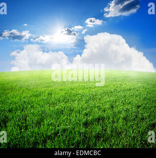 Field of fresh green grass and blue sky Stockfoto