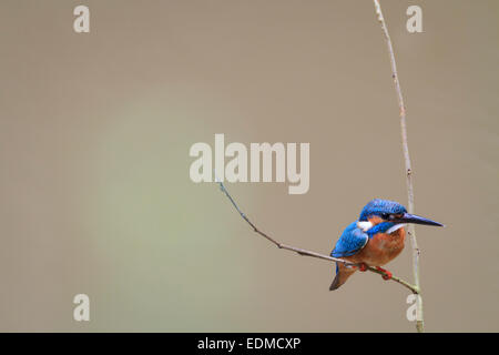 Eisvogel (Alcedo Atthis) thront auf Zweig. Kaeng Krachan Nationalpark. Thailand. Stockfoto