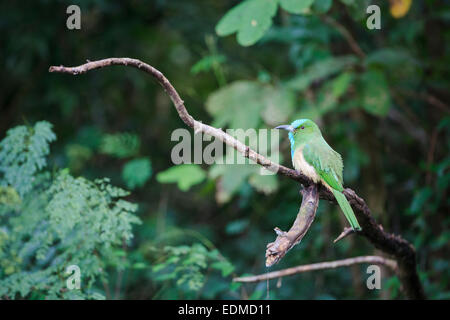 Blau-bärtige Bienenfresser (Nyctyornis Athertoni) thront auf Zweig. Kaeng Krachan Nationalpark. Thailand. Stockfoto