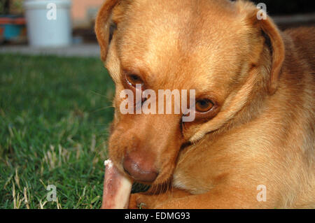 Hund-Mischling in Ihrem Garten einen Knochen zu nagen. Stockfoto
