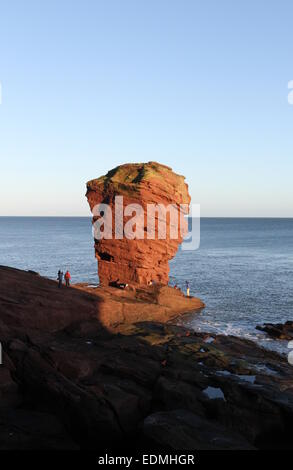 Die Deil Heid Meer Stack in der Nähe von Arbroath Angus Scotland März 2015 Stockfoto
