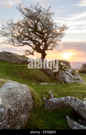 Untergehende Sonne hinter einem einsamen Weißdorn Baum in der Nähe von Ingra Tor Dartmoor National Park Devon Uk Stockfoto