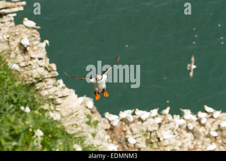 Papageientaucher in Land an Bempton Klippen UK Stockfoto