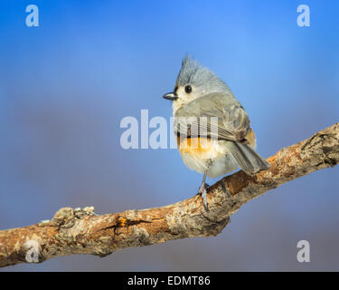 Titten Titmouse auf Zweig, Vogel Porträt Profil Stockfoto