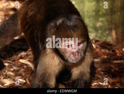 Nahaufnahme des Kopfes eines südamerikanischen Golden-bellied oder -Leitung Kapuziner-Affen (Cebus Xanthosternos, Sapajus Xanthosternos) Stockfoto