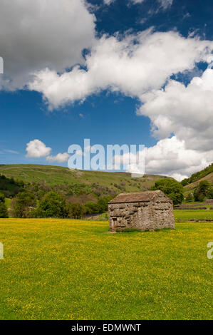 Traditionelle Blumenwiesen im Swaledale im Frühsommer, Butterblumen und Wildblumen, Muker, North Yorkshire, UK. Stockfoto