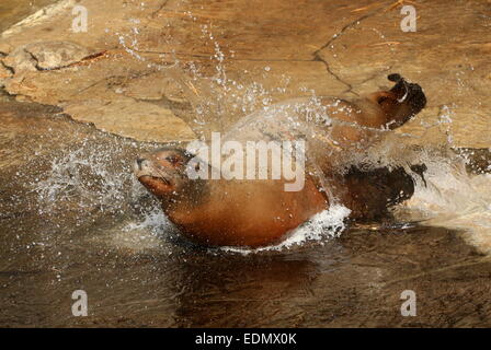 Weibliche kalifornische Seelöwe (Zalophus Californianus) Wild planschen im Wasser an einer felsigen Küste, als sie das Wasser betritt Stockfoto