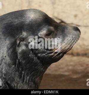 Männliche kalifornische Seelöwe (Zalophus Californianus), detaillierte Nahaufnahme des Kopfes Stockfoto