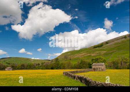 Traditionelle Blumenwiesen im Swaledale im Frühsommer, Butterblumen und Wildblumen, Muker, North Yorkshire, UK. Stockfoto